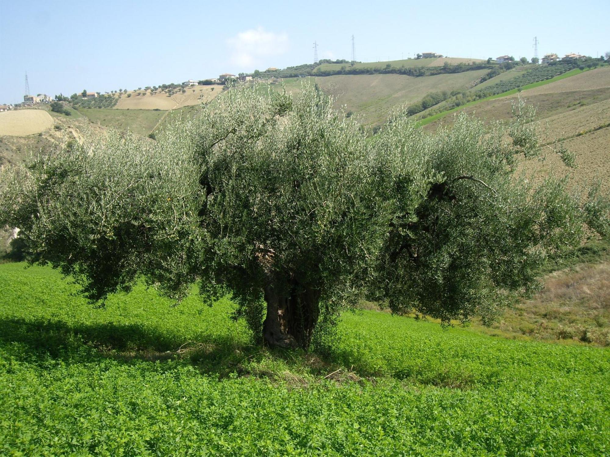 Agriturismo Il Borgo Degli Ulivi Roseto Degli Abruzzi Esterno foto
