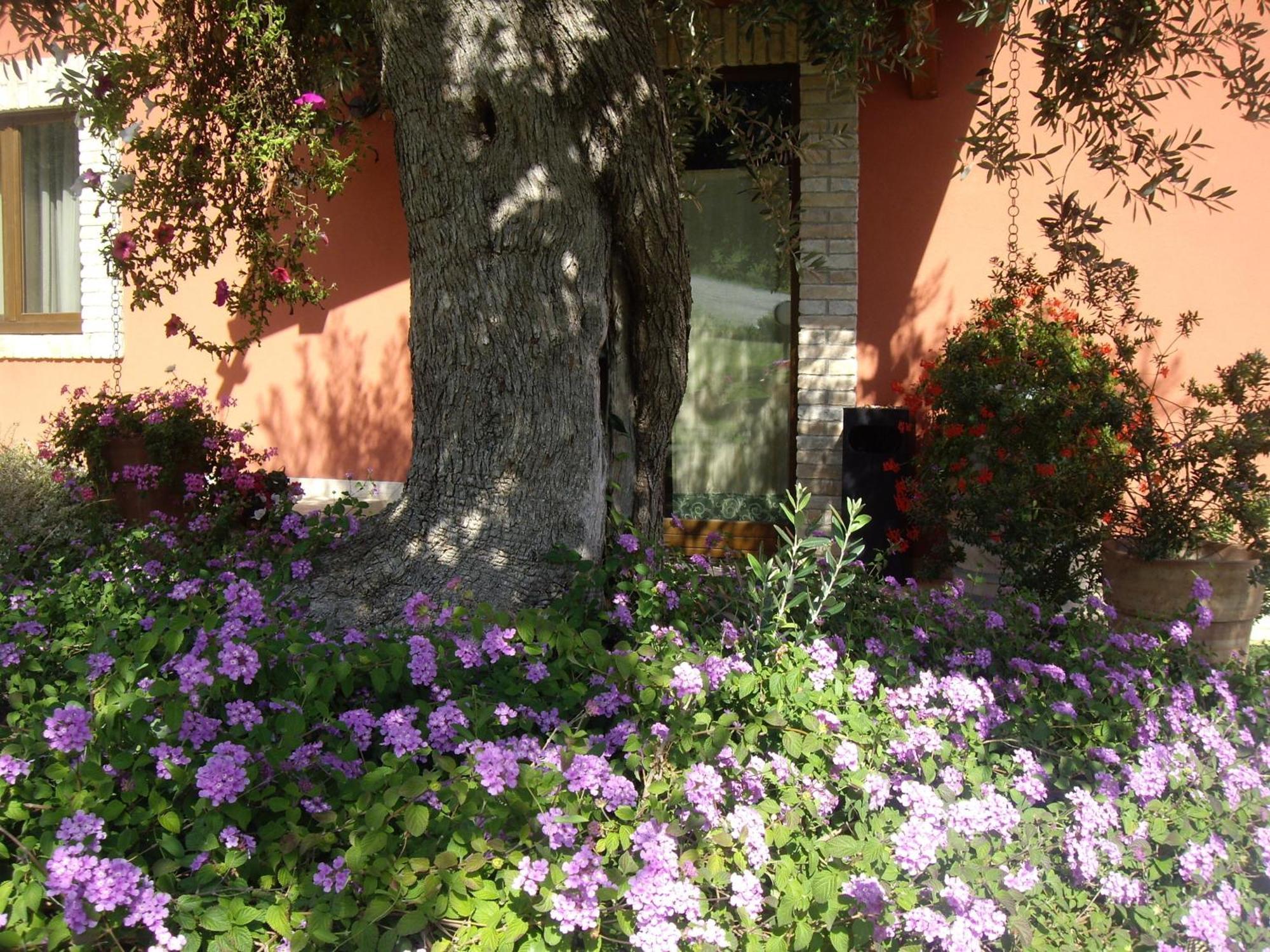 Agriturismo Il Borgo Degli Ulivi Roseto Degli Abruzzi Esterno foto