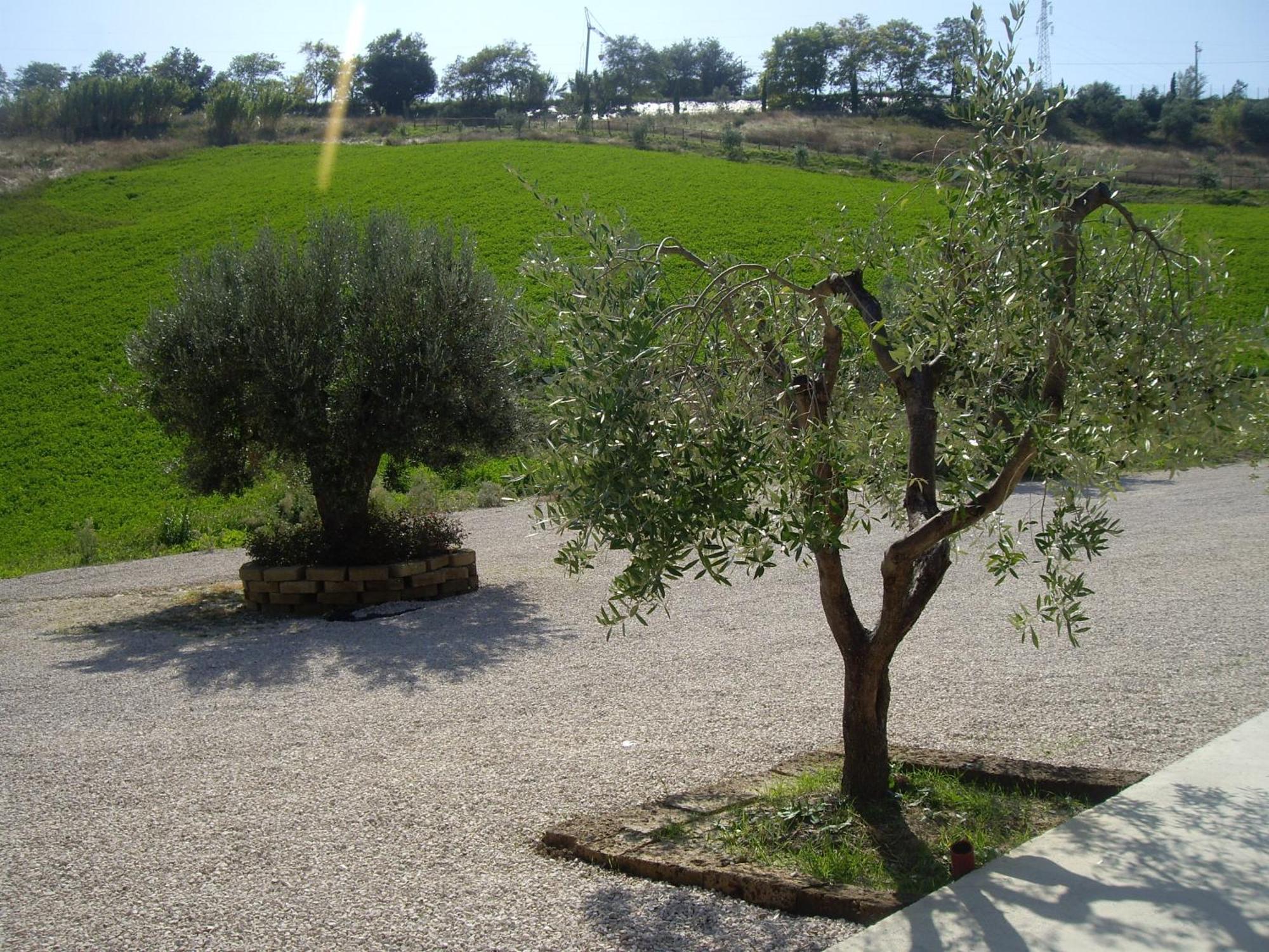 Agriturismo Il Borgo Degli Ulivi Roseto Degli Abruzzi Esterno foto