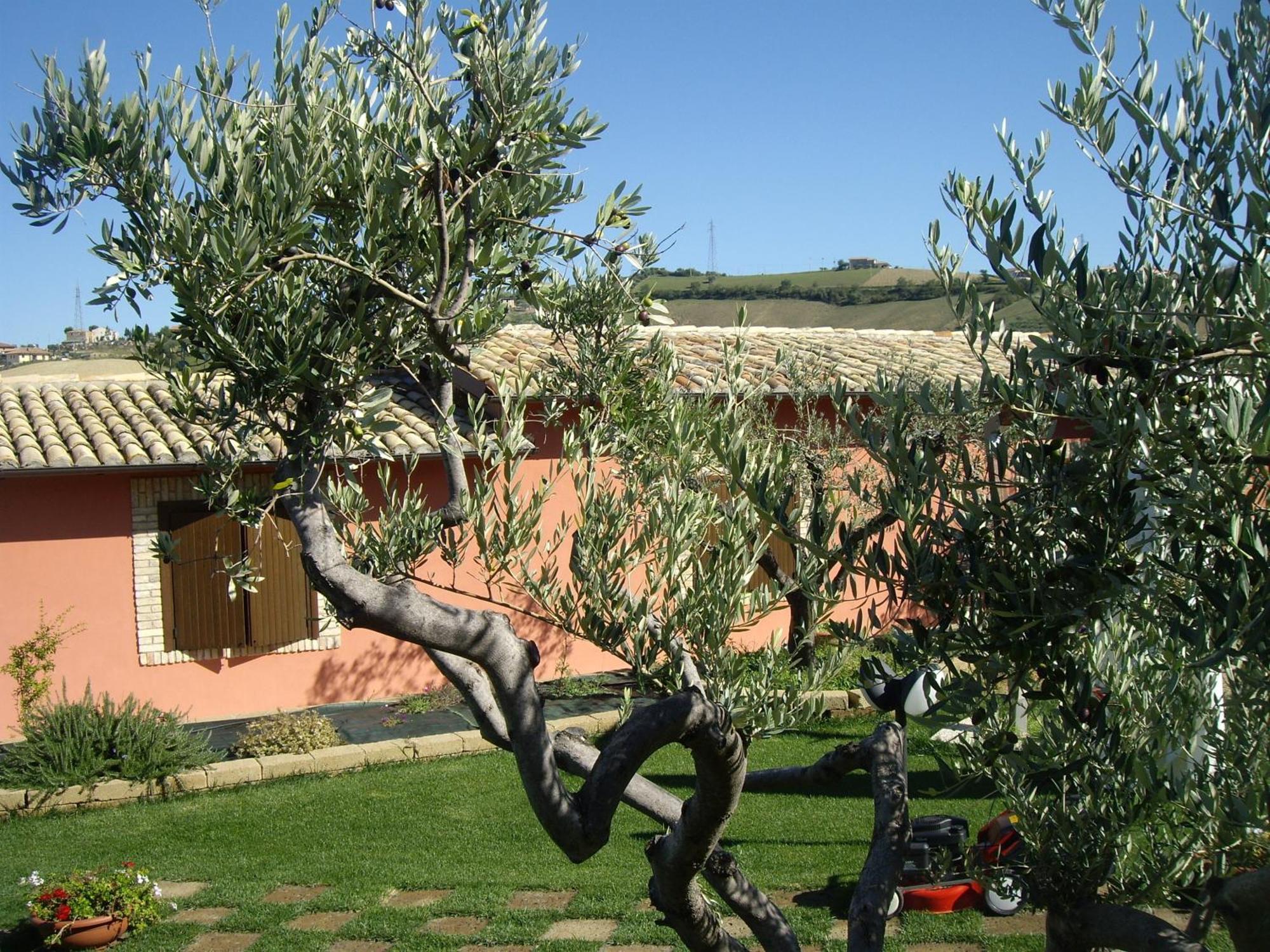 Agriturismo Il Borgo Degli Ulivi Roseto Degli Abruzzi Esterno foto