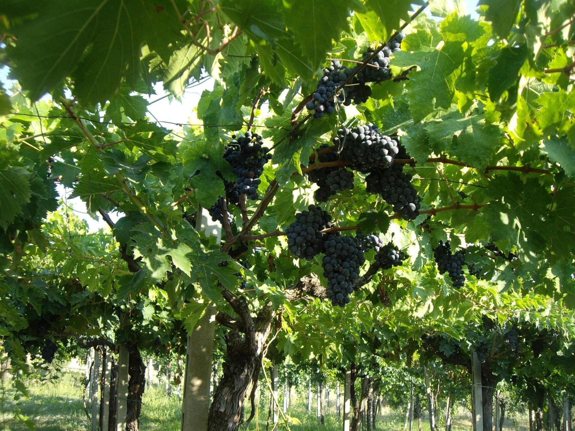 Agriturismo Il Borgo Degli Ulivi Roseto Degli Abruzzi Esterno foto