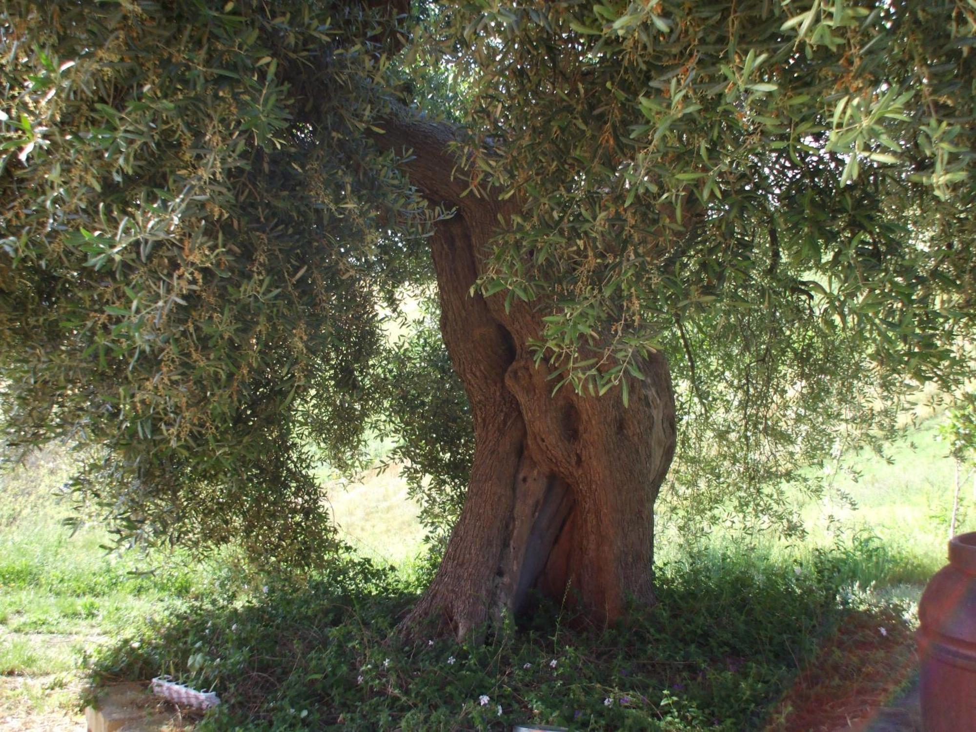 Agriturismo Il Borgo Degli Ulivi Roseto Degli Abruzzi Esterno foto