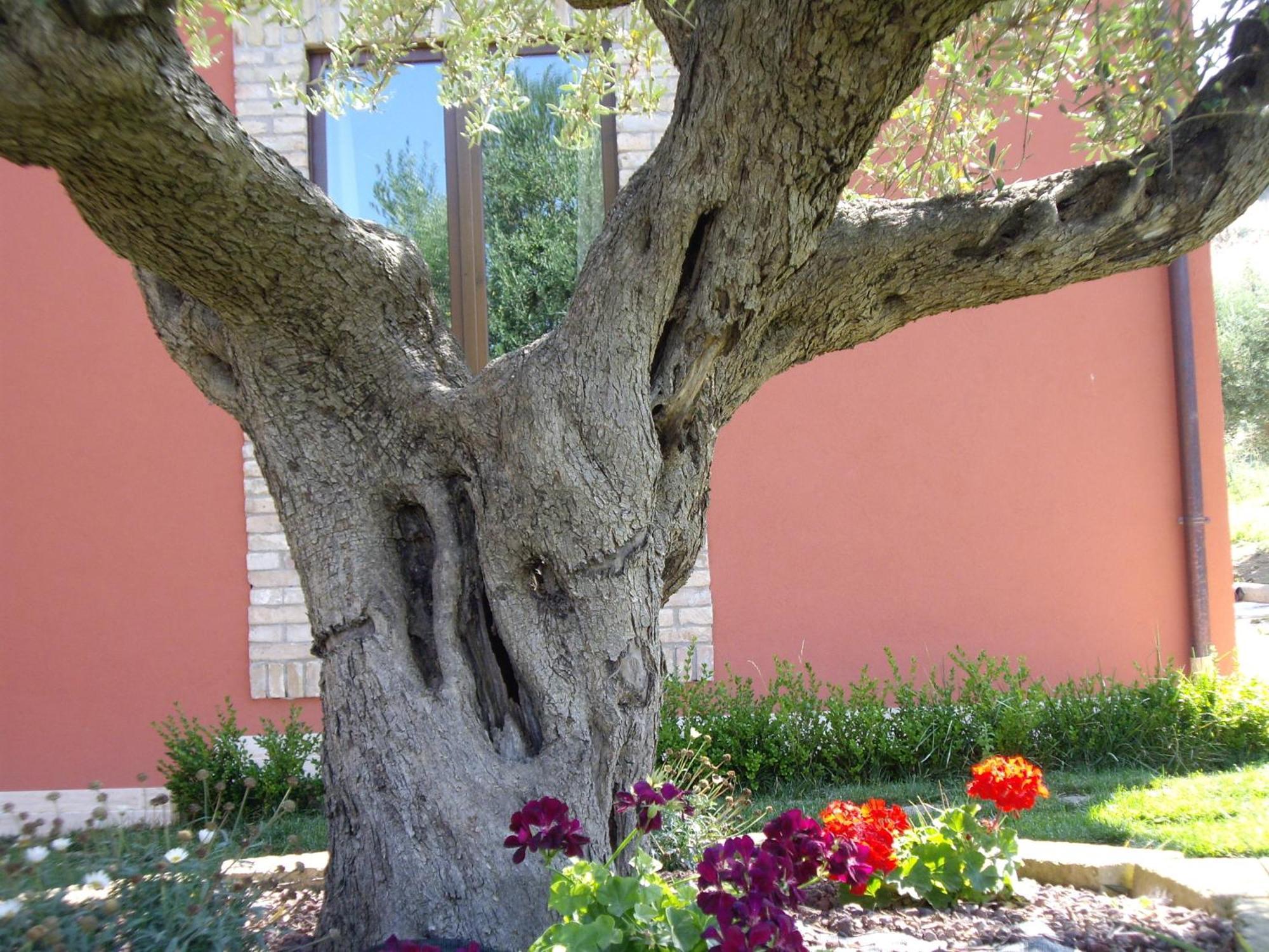 Agriturismo Il Borgo Degli Ulivi Roseto Degli Abruzzi Esterno foto